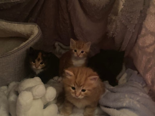 mum-cat-and-4-kittens