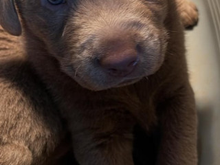 silver-labrador-puppys