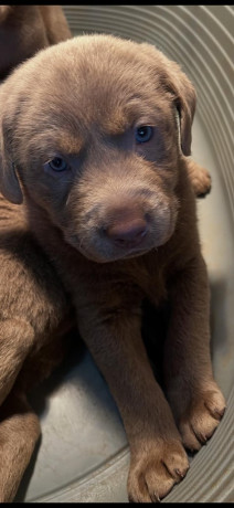 silver-labrador-puppys-big-0