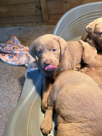 silver-labrador-puppys-big-2