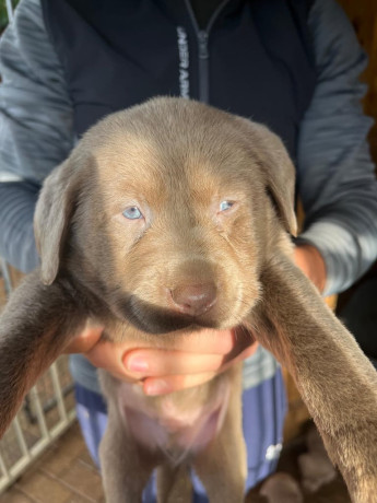 silver-labrador-puppys-big-3