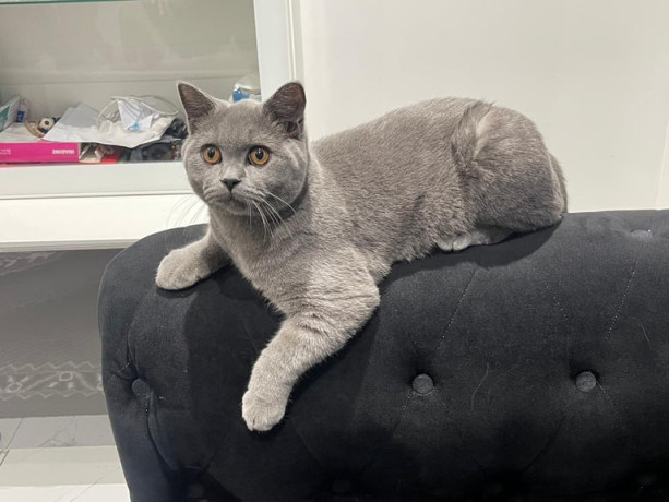 british-short-hair-kitten-male-gccf-big-2