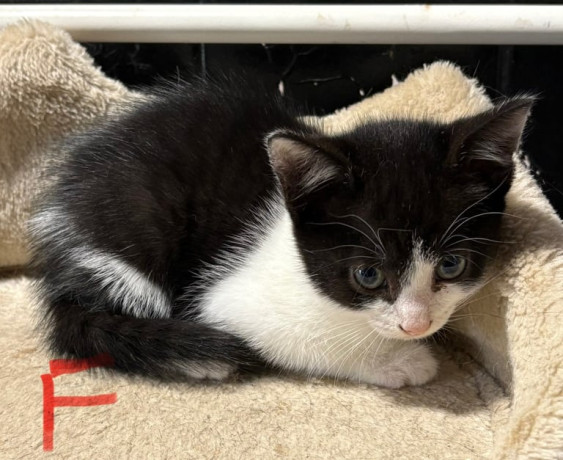 kittens-for-sale-big-1