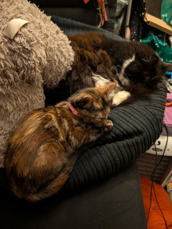 beautiful-girl-kitten-last-one-left-big-2