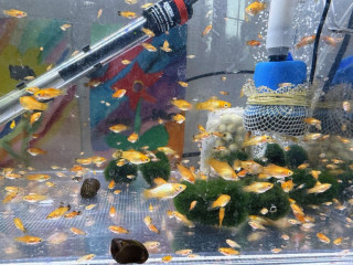 small-platysguppysplecos-for-sale-ps1-each-or-free-pleco-on-offer-limited-time-only