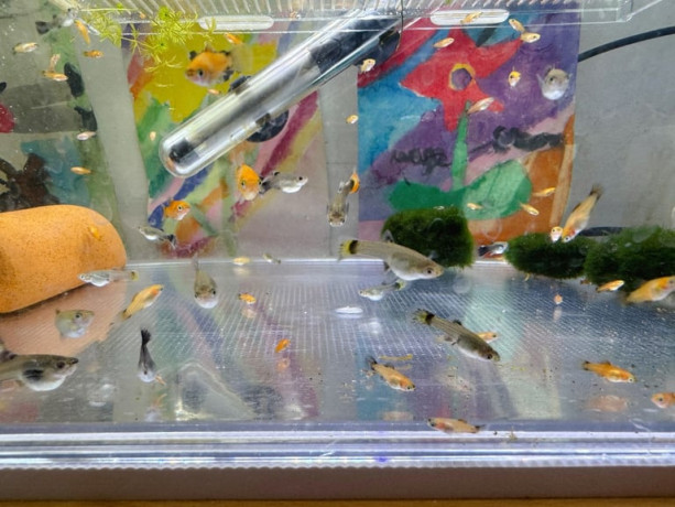 small-platysguppysplecos-for-sale-ps1-each-or-free-pleco-on-offer-limited-time-only-big-2