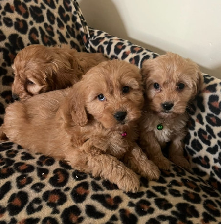 cockapoo-puppies-show-type-big-0