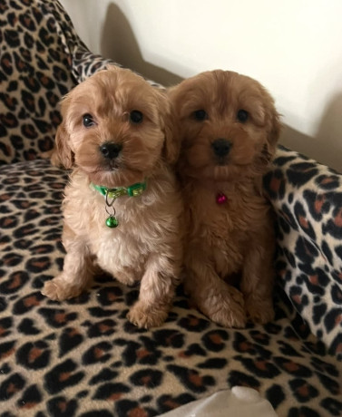 cockapoo-puppies-show-type-big-2