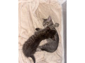 tabby-kittens-small-1