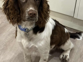 young-sprocker-bitch