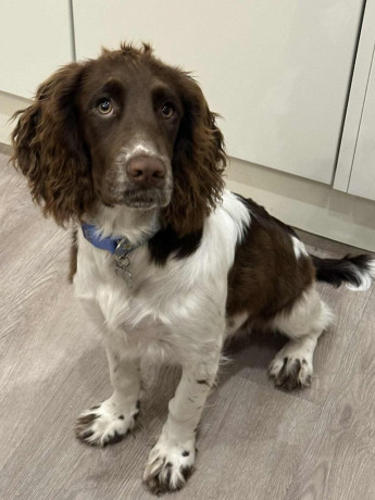 young-sprocker-bitch-big-0