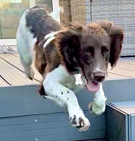 young-sprocker-bitch-big-1