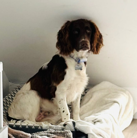 young-sprocker-bitch-big-2