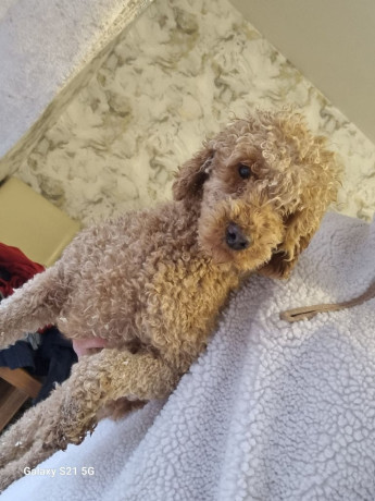 miniature-poodles-big-1