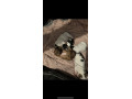 dachshund-x-jack-russel-puppies-small-0