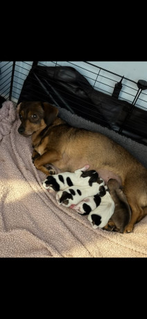 dachshund-x-jack-russel-puppies-big-1
