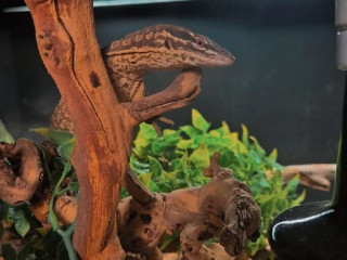 selling-my-ackie-monitor