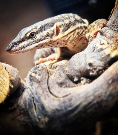 selling-my-ackie-monitor-big-2