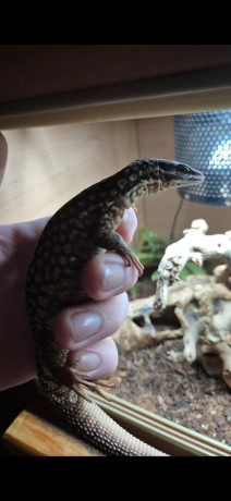 selling-my-ackie-monitor-big-3