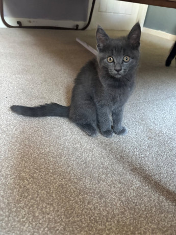 adorable-friendly-kitten-ready-for-a-loving-home-big-1