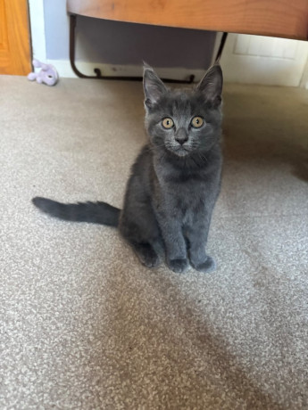 adorable-friendly-kitten-ready-for-a-loving-home-big-2