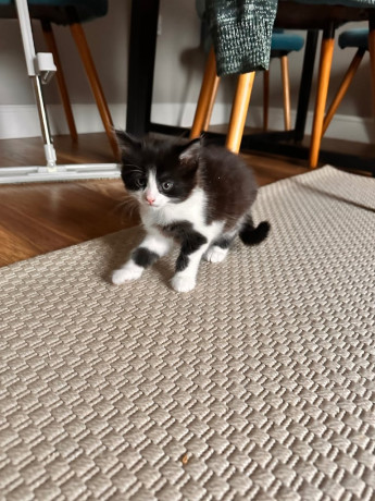 kittens-for-sale-big-1