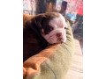 kc-registered-english-bulldog-puppies-small-0