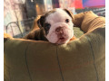 kc-registered-english-bulldog-puppies-small-1