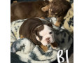 kc-registered-english-bulldog-puppies-small-2