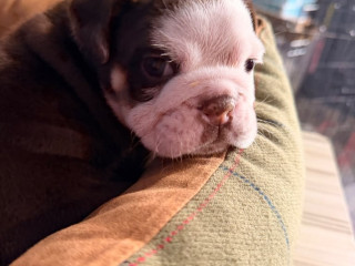 kc-registered-english-bulldog-puppies