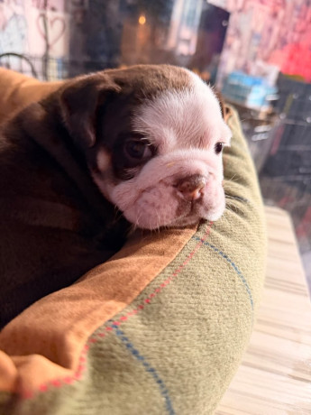 kc-registered-english-bulldog-puppies-big-0