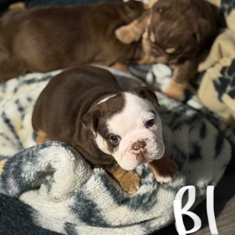 kc-registered-english-bulldog-puppies-big-2