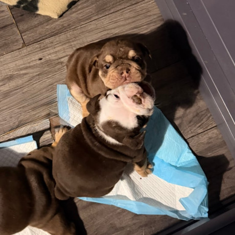 kc-registered-english-bulldog-puppies-big-3