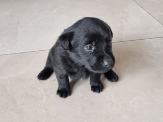 chocolate-labcollie-cross-pups