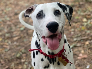 dalmatian-looking-for-a-loving-home-asap