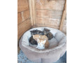 beautiful-kittens-for-sale-small-2