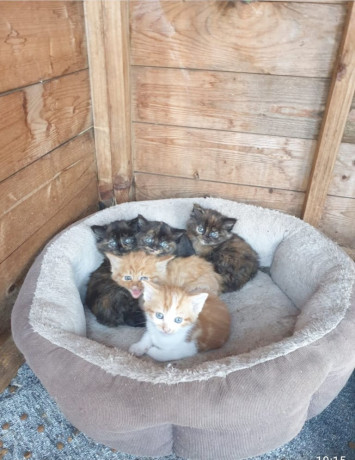 beautiful-kittens-for-sale-big-2