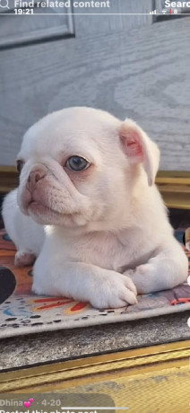 english-bulldog-big-2