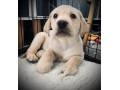 8-superb-kc-reg-labrador-puppies-8-days-and-your-pup-can-come-home-small-0