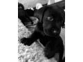 8-superb-kc-reg-labrador-puppies-8-days-and-your-pup-can-come-home-small-3