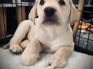 8-superb-kc-reg-labrador-puppies-8-days-and-your-pup-can-come-home