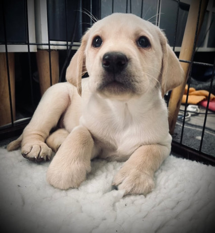 8-superb-kc-reg-labrador-puppies-8-days-and-your-pup-can-come-home-big-0