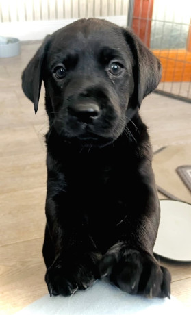8-superb-kc-reg-labrador-puppies-8-days-and-your-pup-can-come-home-big-1