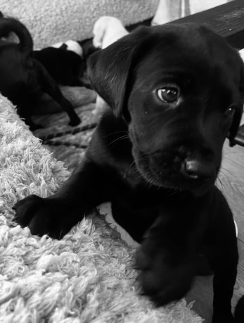 8-superb-kc-reg-labrador-puppies-8-days-and-your-pup-can-come-home-big-3