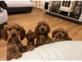 stunning-golden-cocker-spaniel-puppies-small-0