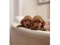 stunning-golden-cocker-spaniel-puppies-small-1