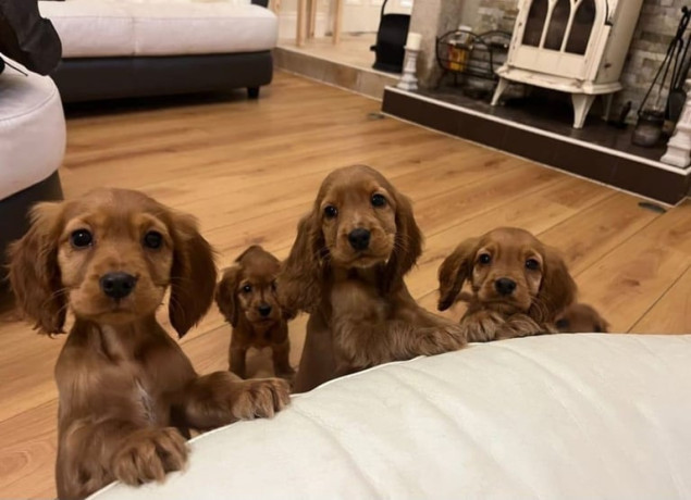 stunning-golden-cocker-spaniel-puppies-big-0