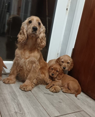 stunning-golden-cocker-spaniel-puppies-big-2