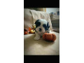 pure-bred-shih-tzu-puppies-small-2