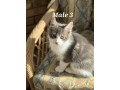 stunning-xxl-purebred-pedigree-tica-maine-coon-kittens-small-2